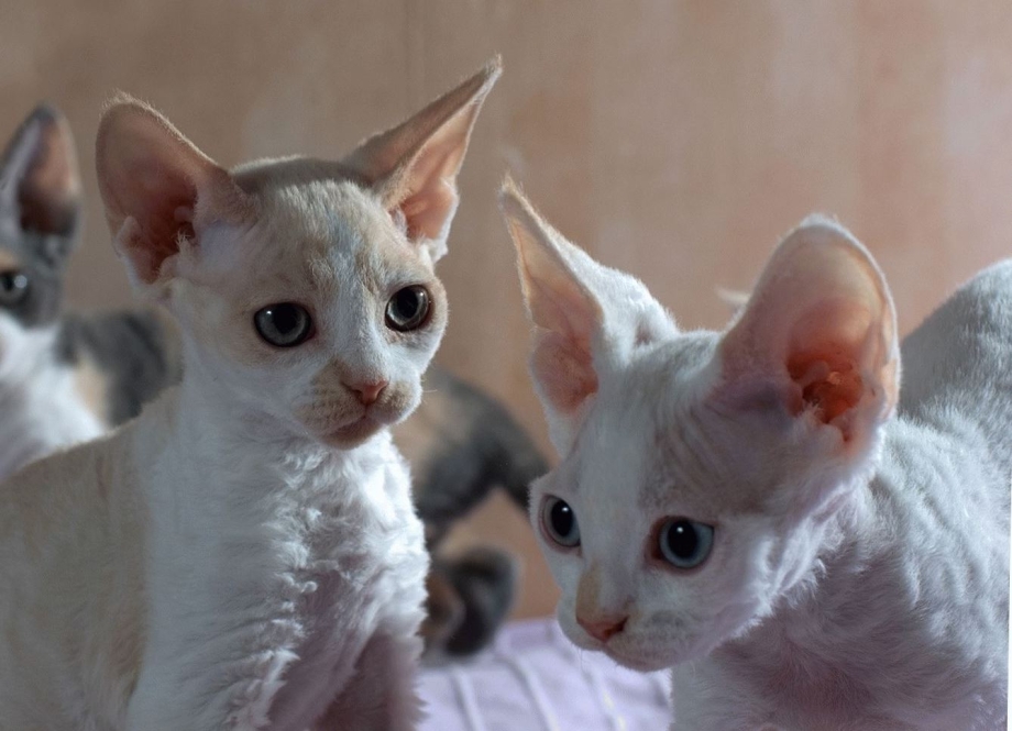Королевский Корниш рекс