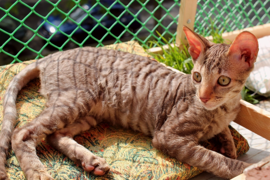 Коты Корниш рекс
