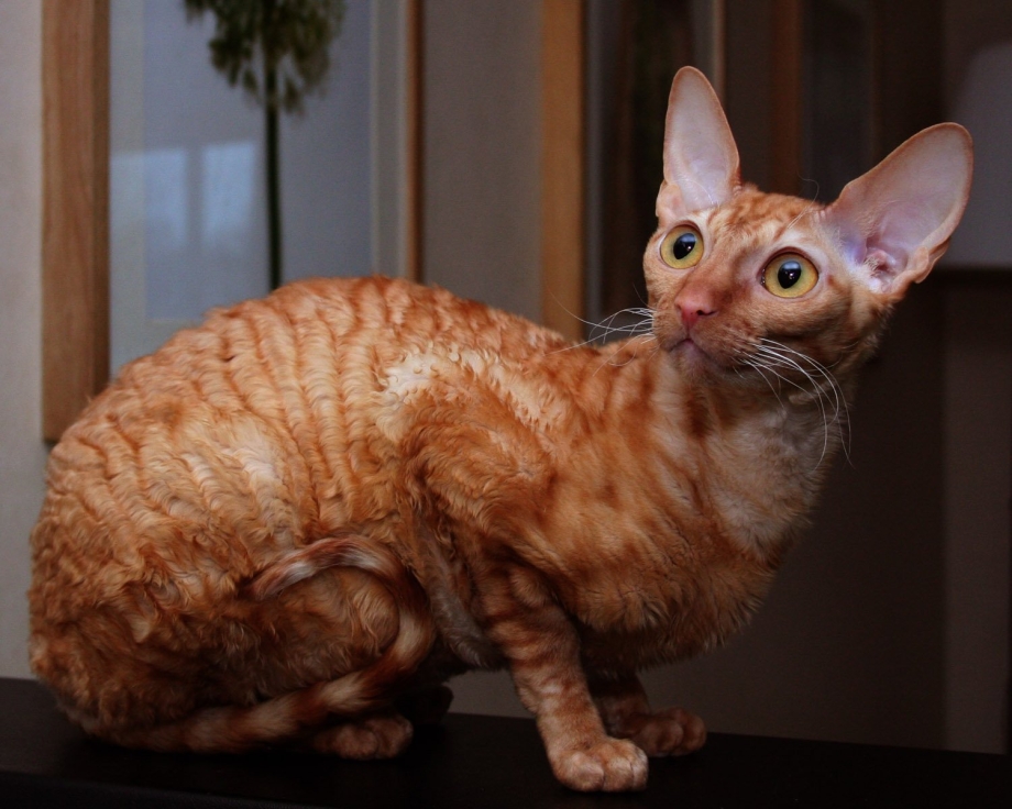 Корниш рекс кошка