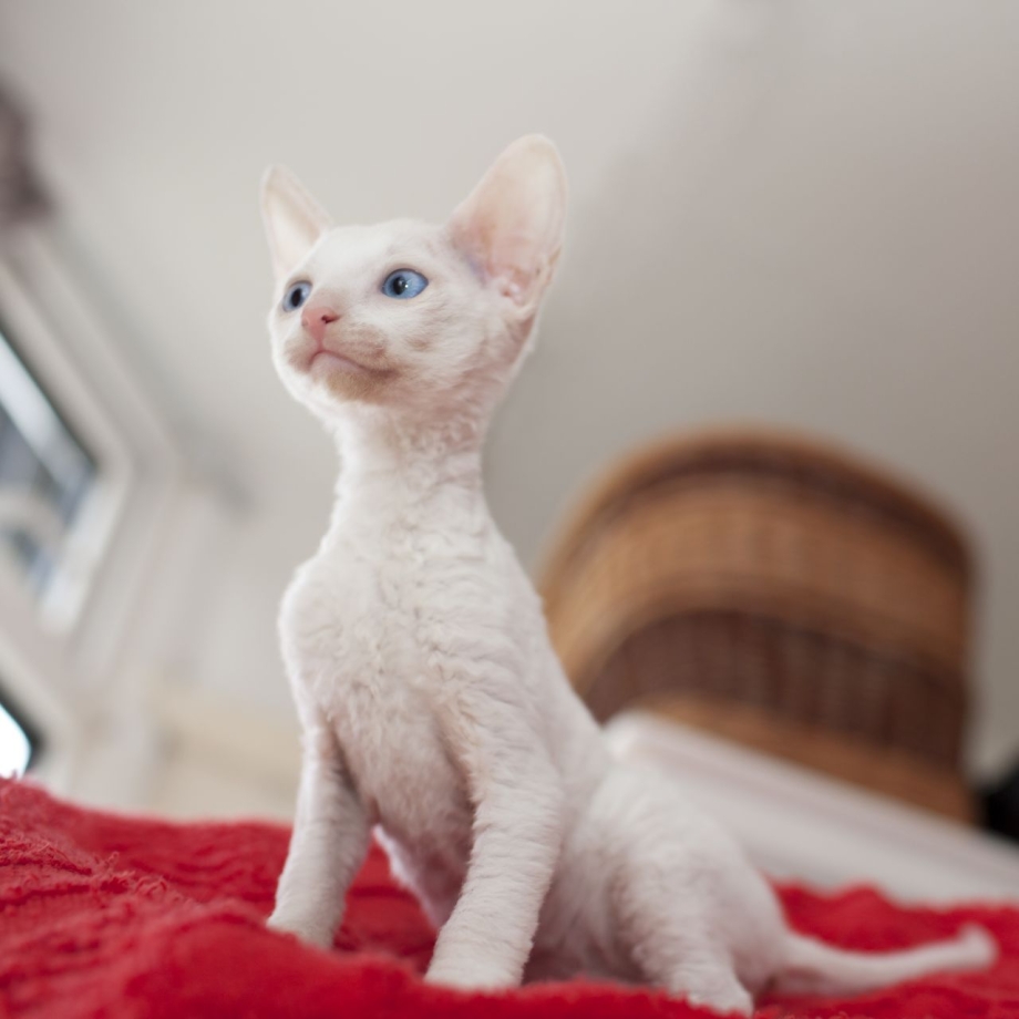 Кудрявые котята Корниш-рекс