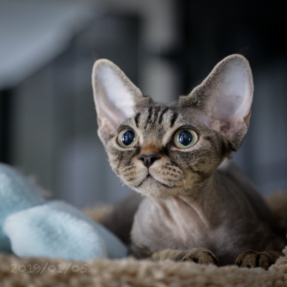 Коты породы Корниш рекс