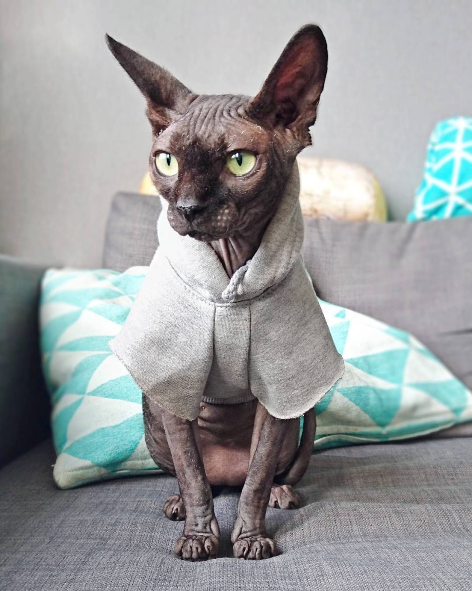 Корниш рекс кошка
