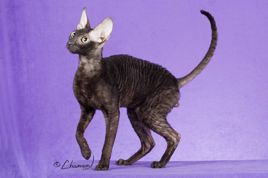 Кошка Корниш Девон