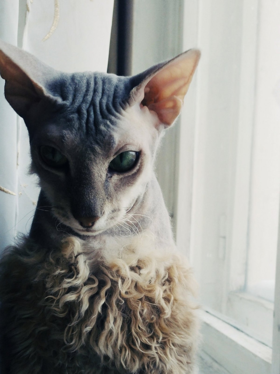 Корниш рекс белый