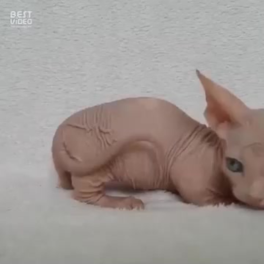 Кошки породы Египетский сфинкс