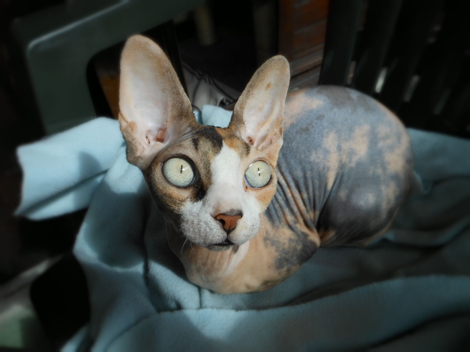 Jazzy сфинкс