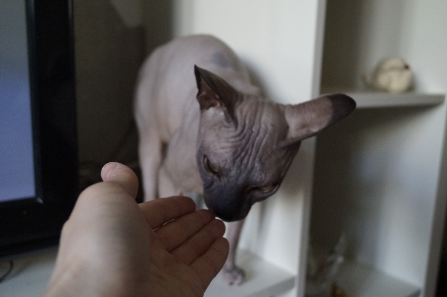 Голова сфинкса кота