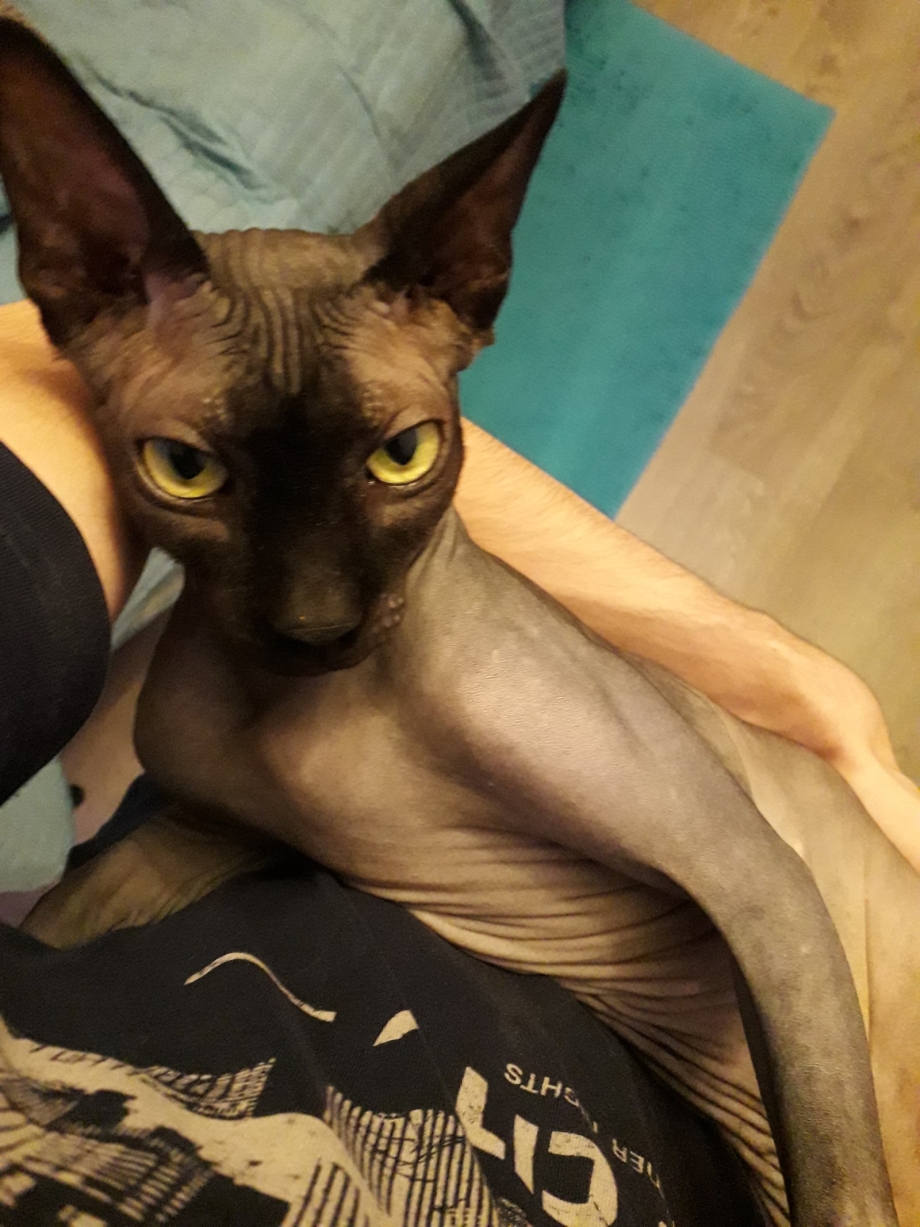 Лапа сфинкса кошки