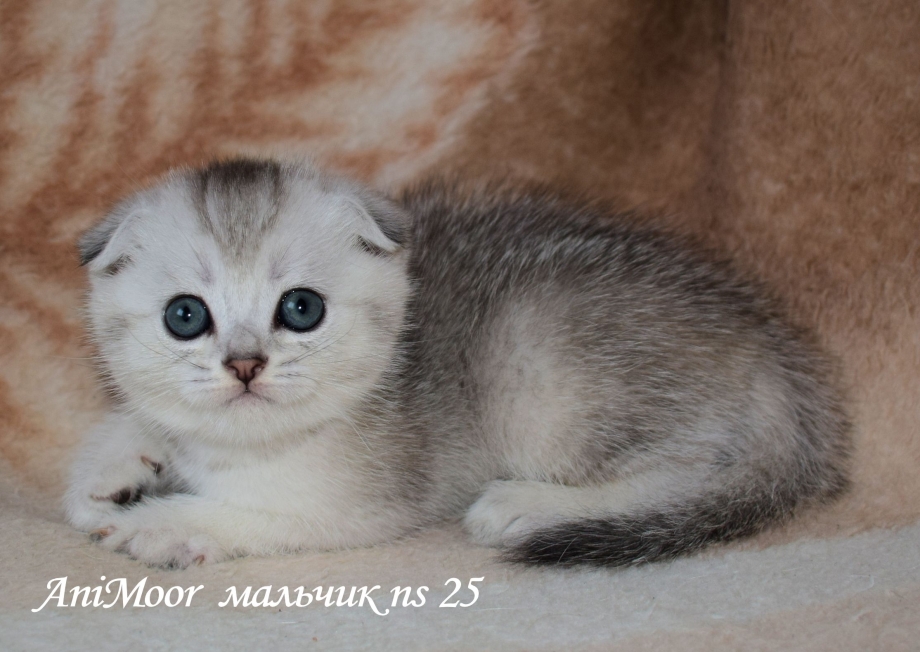 Котенок серебристая шиншилла вислоухий