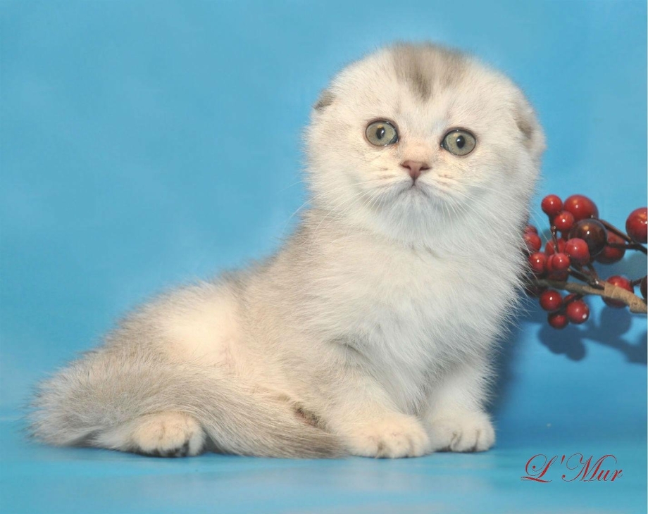 Шиншилла скоттиш скоттиш фолд