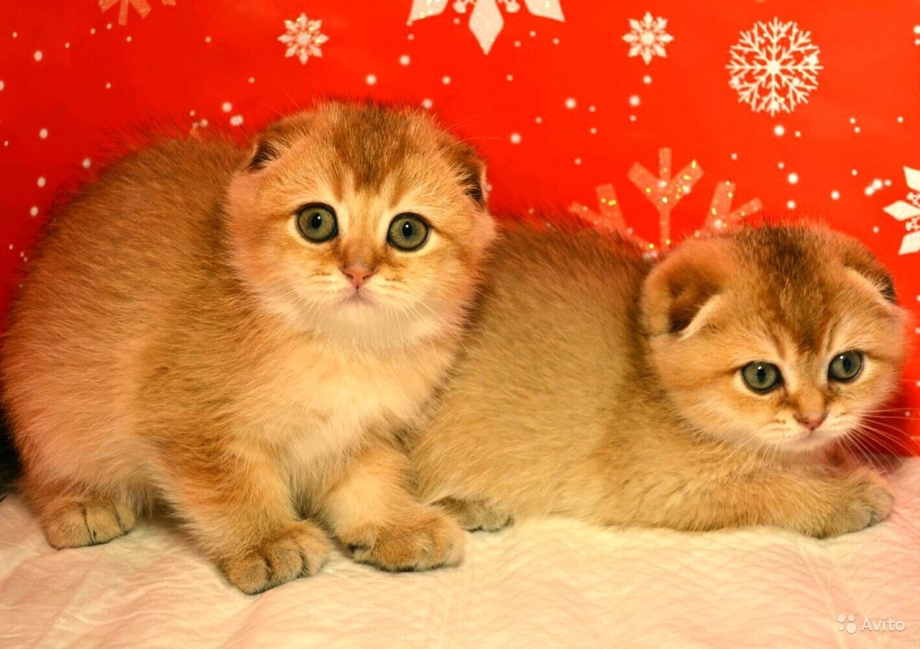 Шотландский вислоухий котенок Золотая шиншилла
