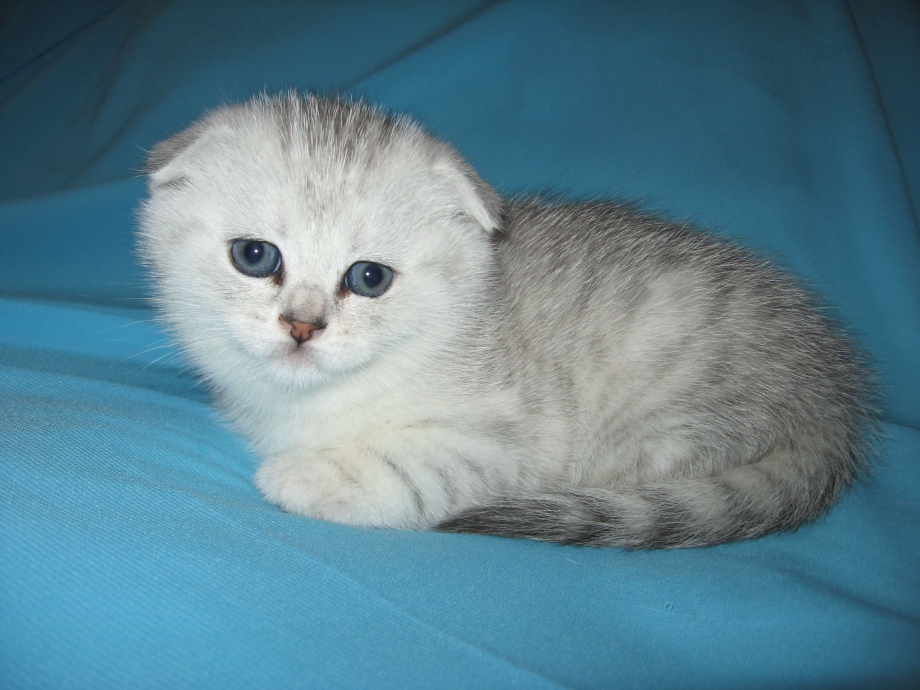 Котенок шиншилла Британская вислоухая