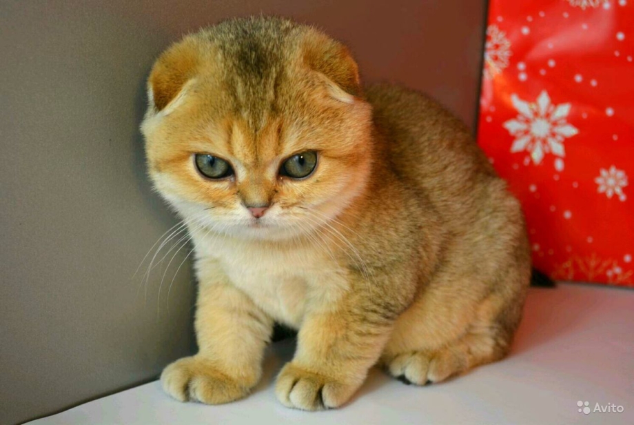 Шотландская вислоухая кошка Золотая шиншилла