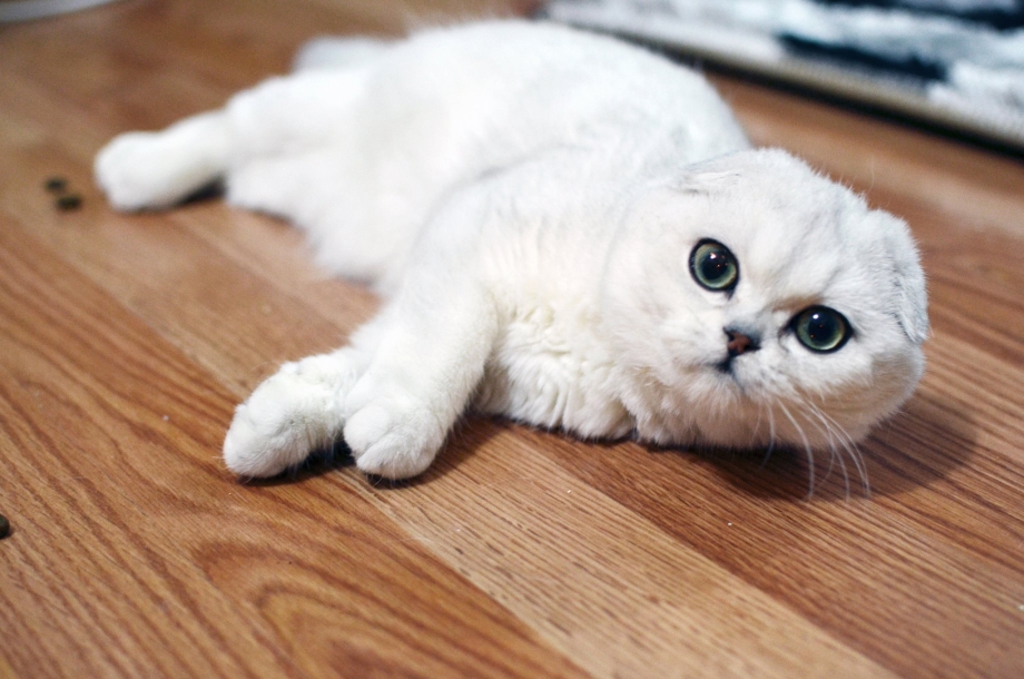 Шотландская вислоухая кошка шиншилла
