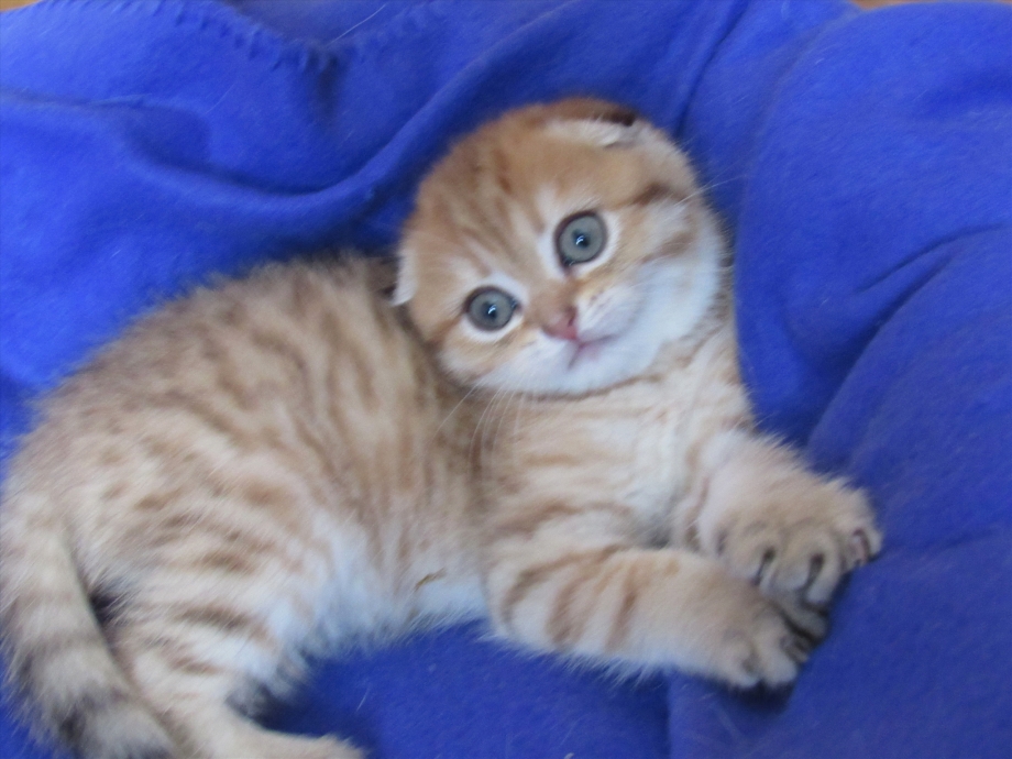 Коричневые Шотландские вислоухие котята