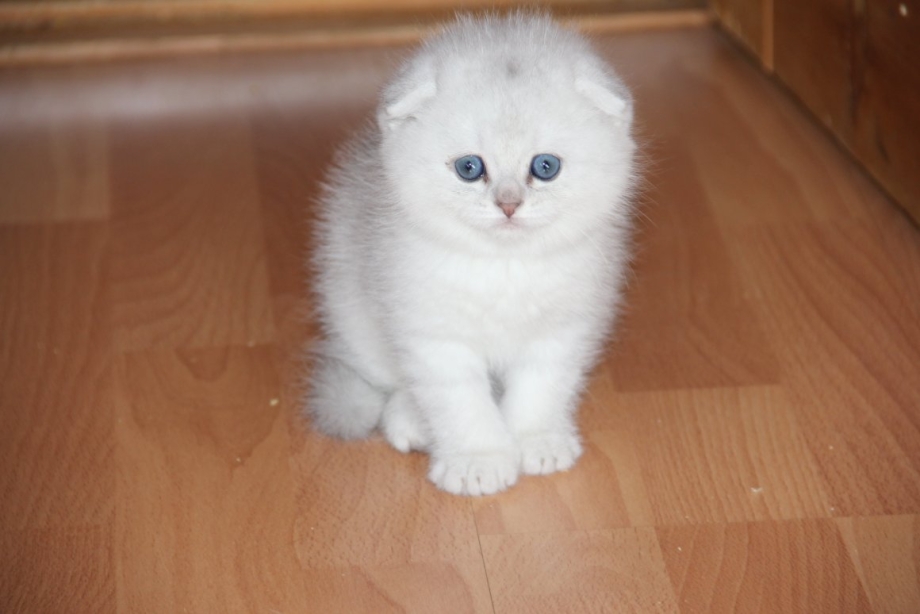 Белый шотландский вислоухий котенок шиншилла