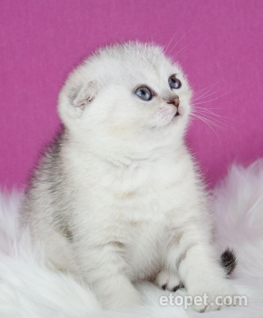 Шотландский фолд шиншилла