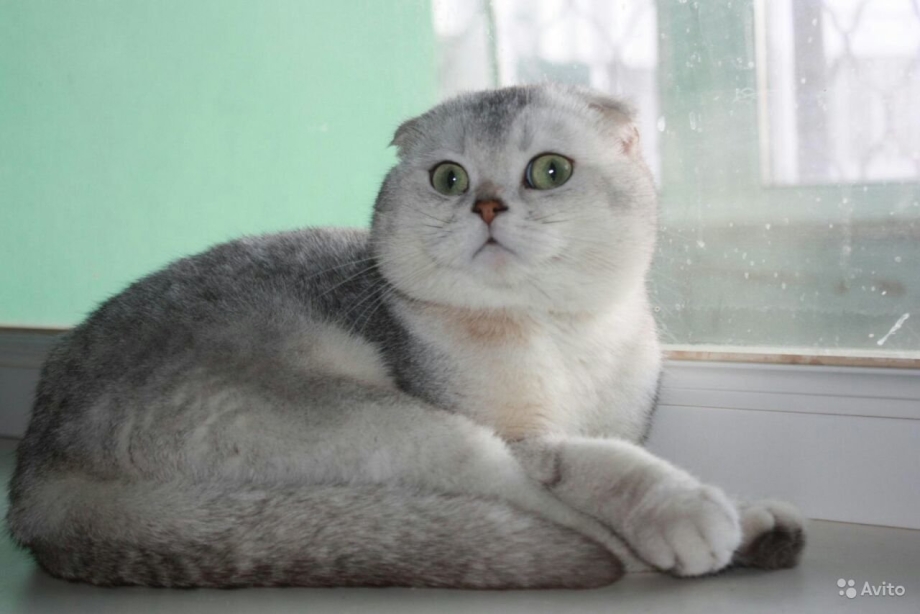 Шотландская вислоухая серебристая шиншилла