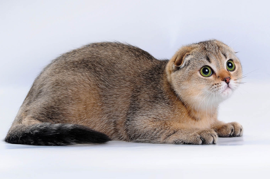 Скоттиш фолд Золотая шиншилла