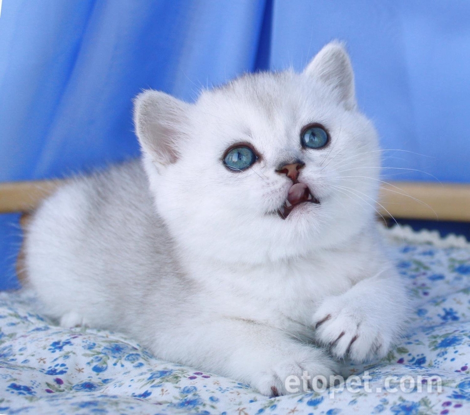 Вислоухий кошка белая шиншилла с прямыми ушами