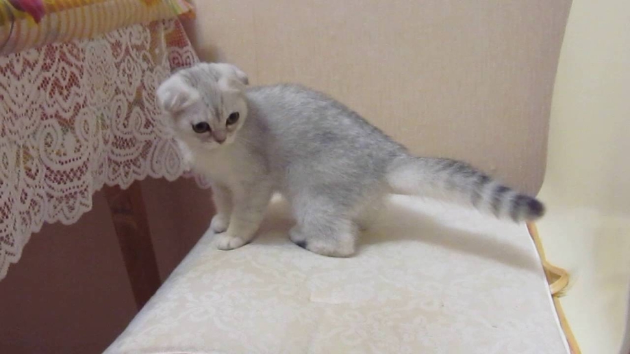 Котенок серебристая шиншилла вислоухий