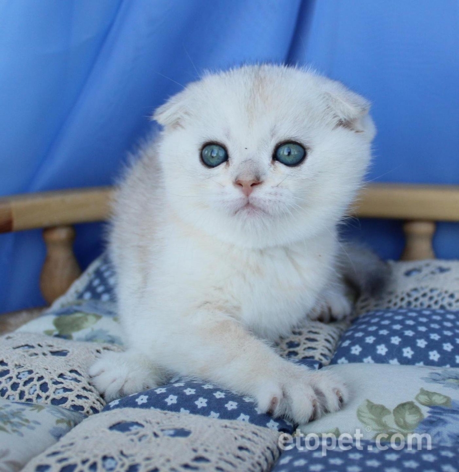 Шотландский фолд шиншилла