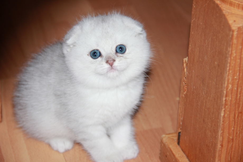 Скоттиш фолд белая шиншилла