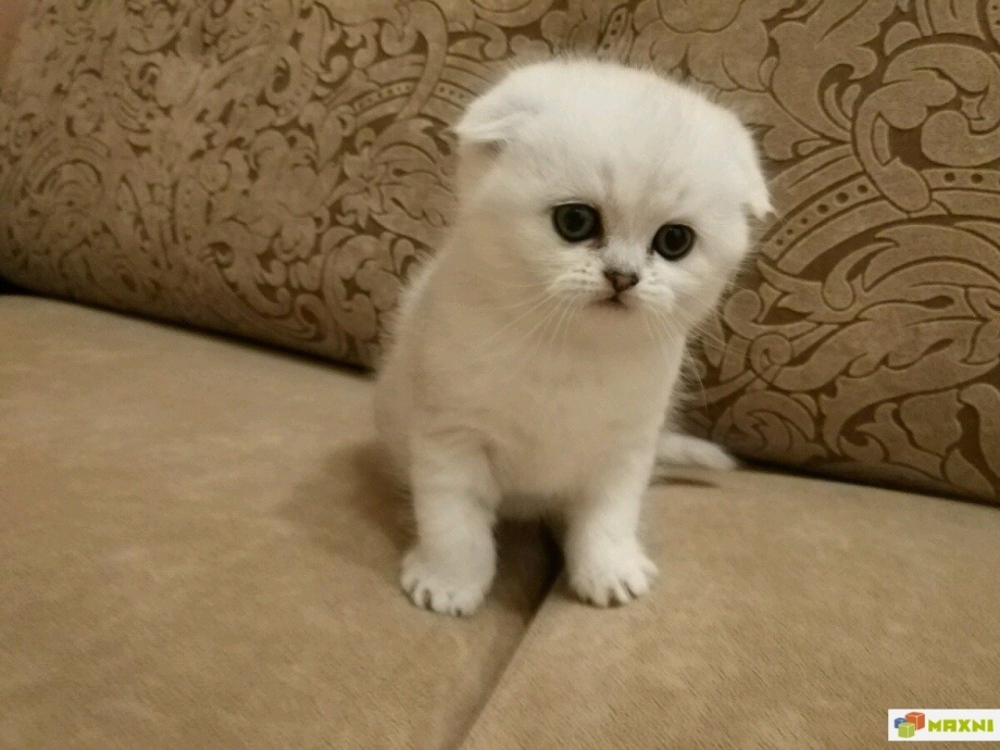 Маленький котенок шиншилла вислоухая