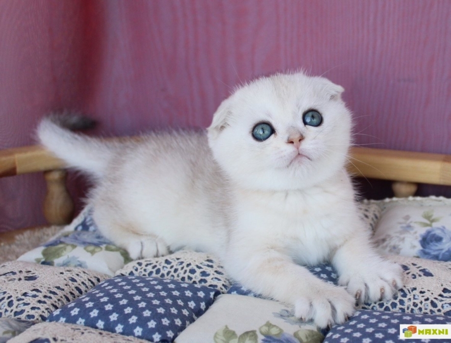 Шотландская вислоухая серебристая шиншилла