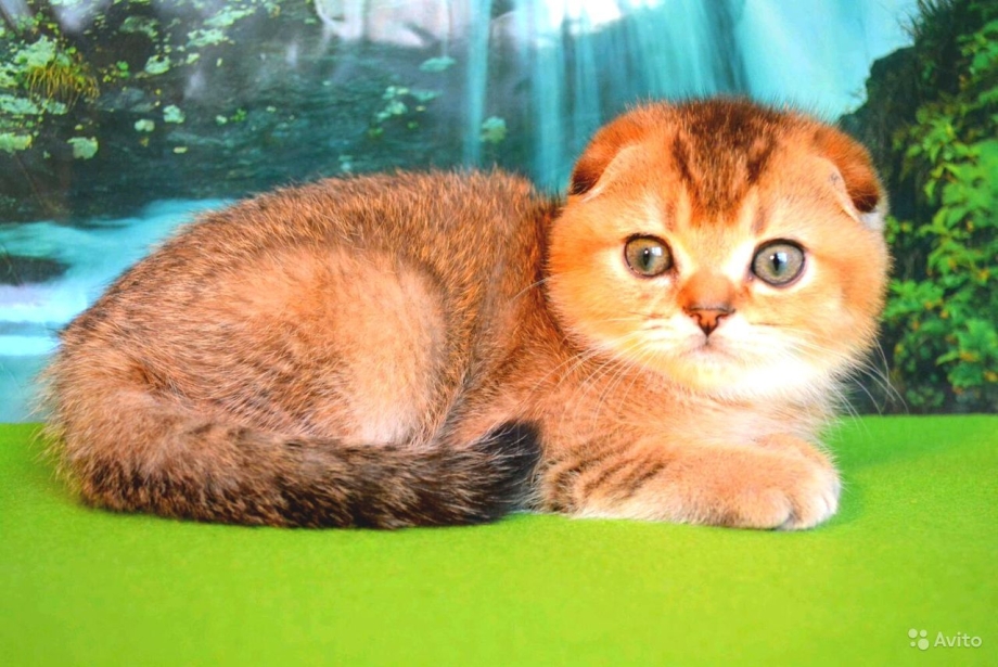 Шотландская короткошерстная Золотая шиншилла