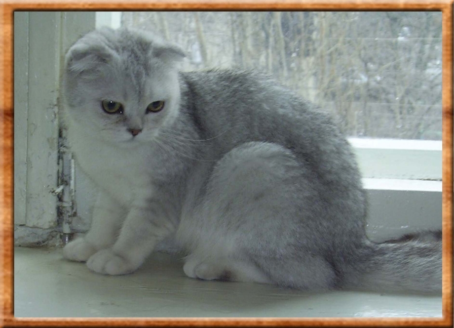 Шотландский фолд шиншилла