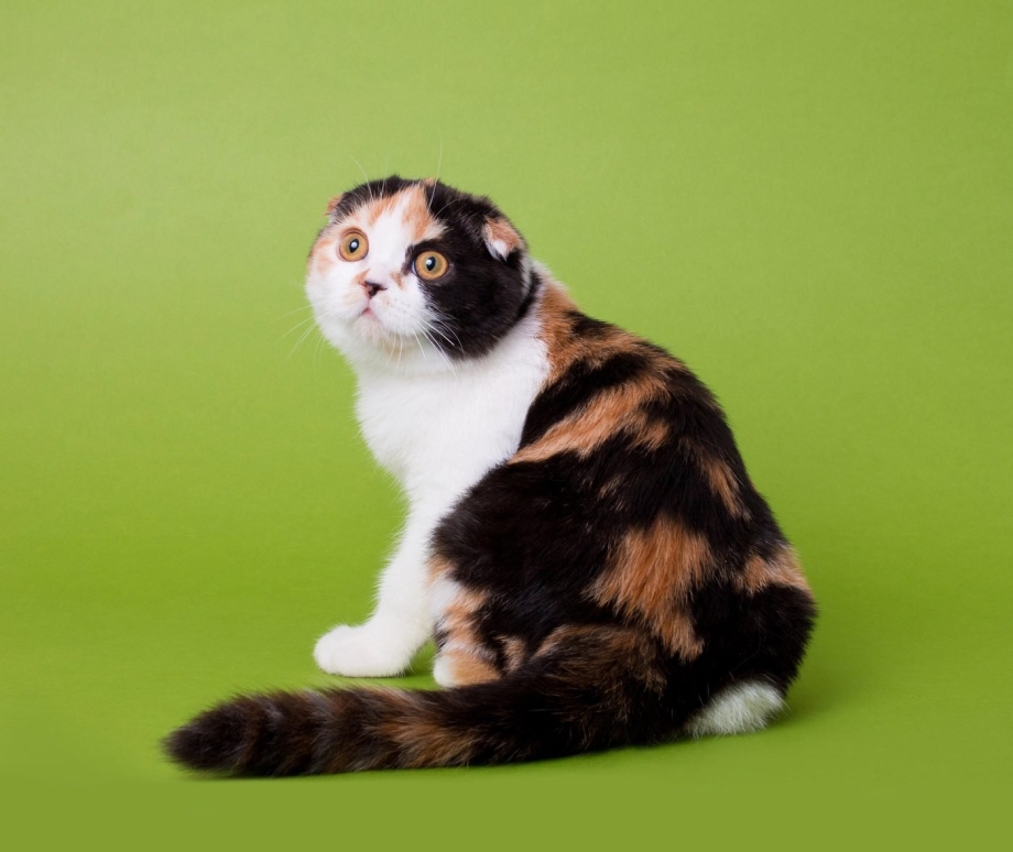 Скоттиш фолд Калико