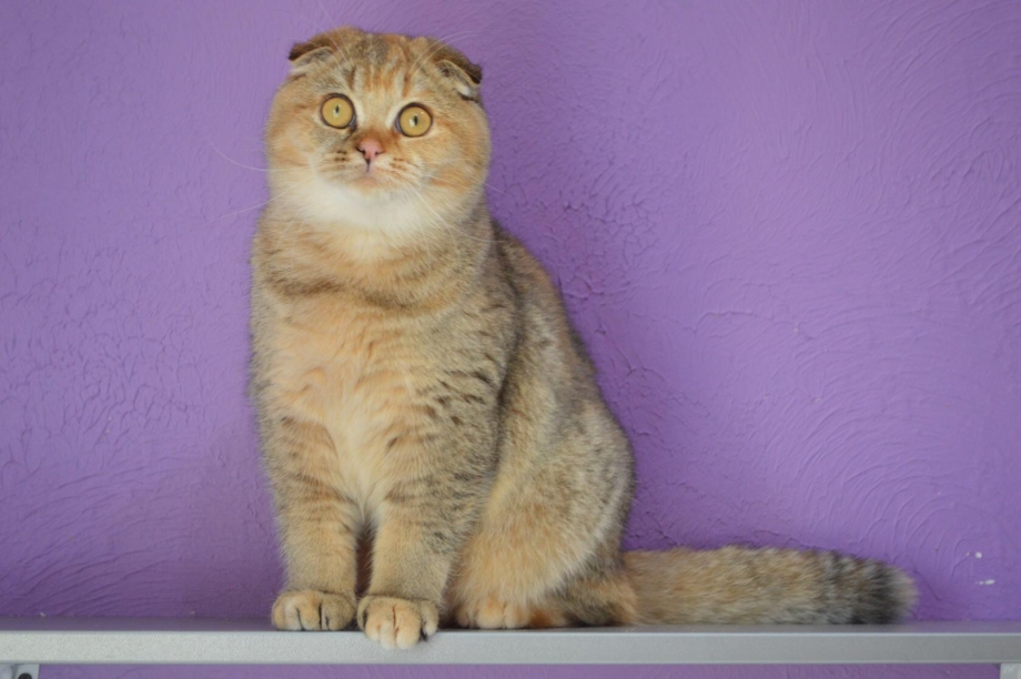 Скоттиш фолд черепаховый тикированный