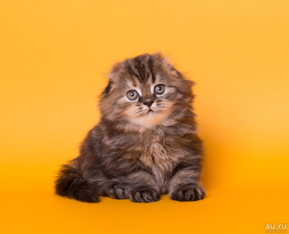 Котята хайленд фолд