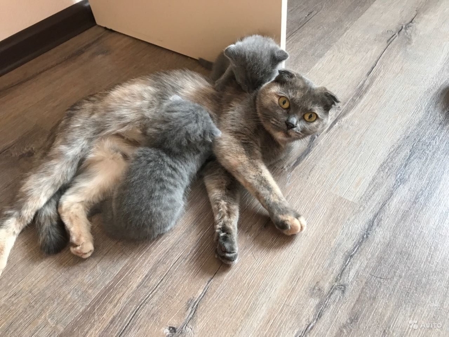 Котята Шотландские прямоухие черепаховые