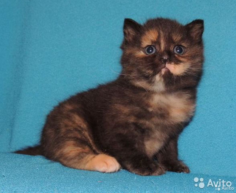 Шотландская вислоухая кошка биколор