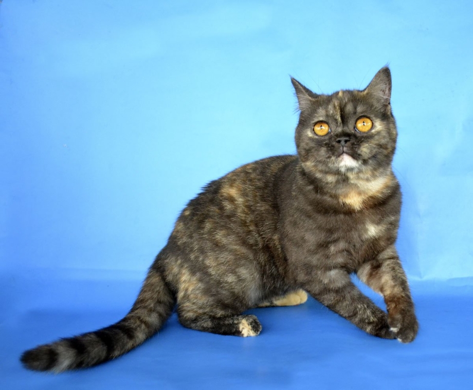 Кошка скоттиш страйт черепаховая