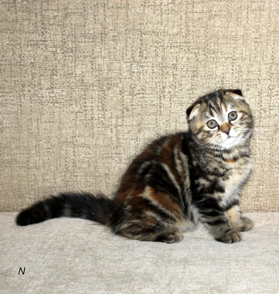 Скоттиш фолд черепаховый