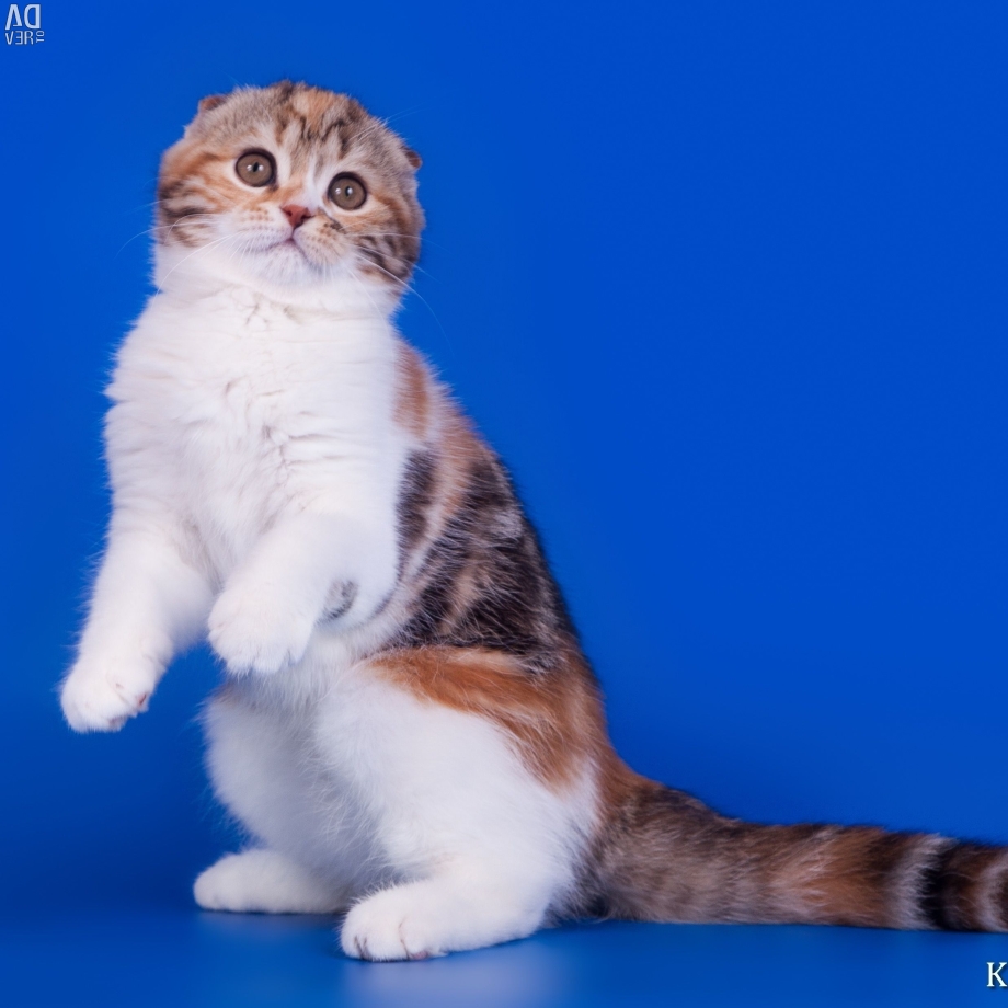 Шотландские черепаховые котята