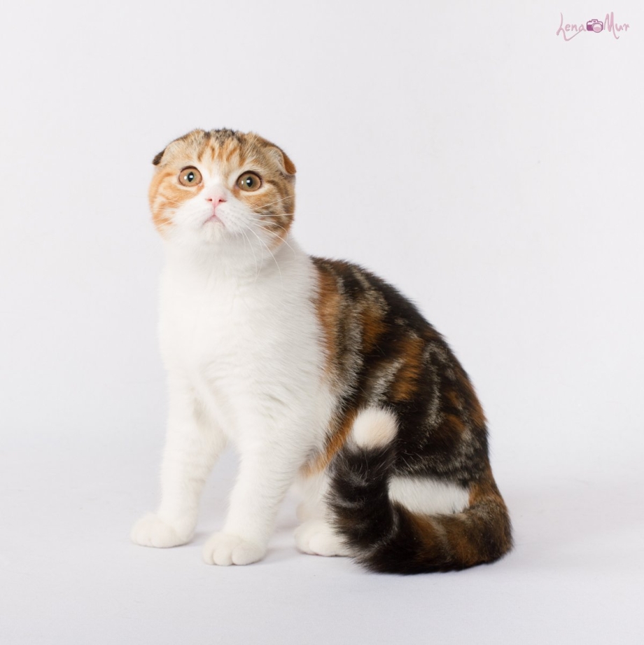 Скоттиш фолд черепаховый