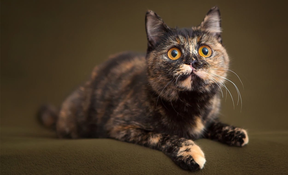 Котята Шотландские вислоухие окрас фолд