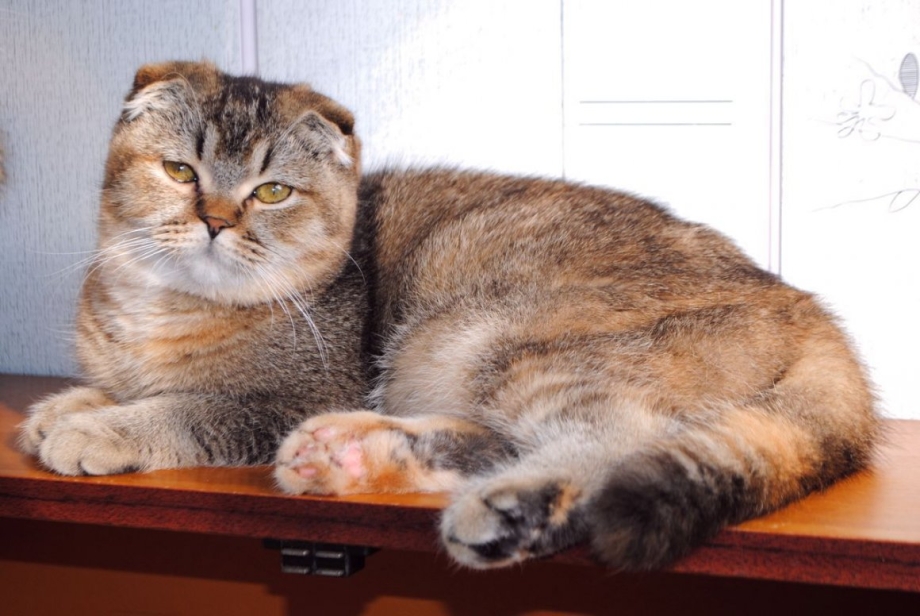 Шотландский скоттиш фолд мраморный