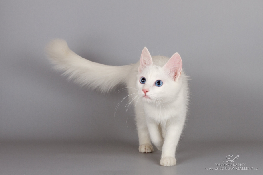 Белый котенок