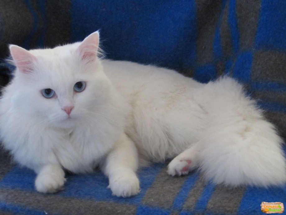 Котята турецкой ангоры серые