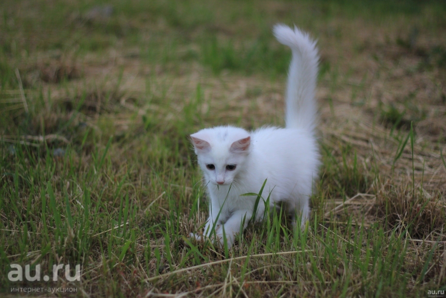 Ангорская кошка