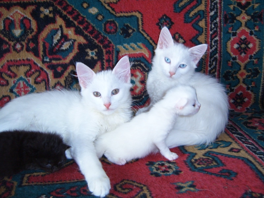 Котята метисы