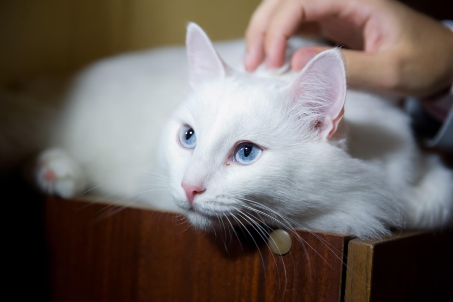 Турецкая ангора котята