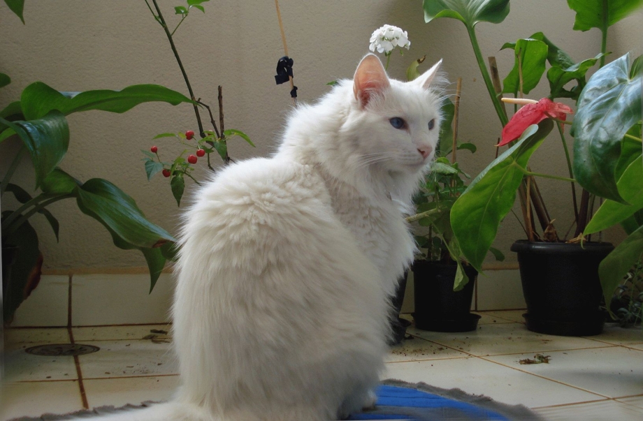 Турецкая ангора кот