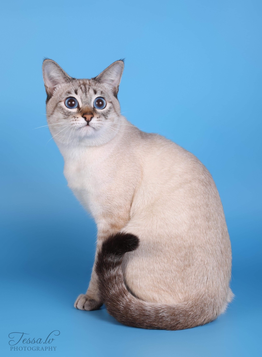 Тайская кошка табби Пойнт