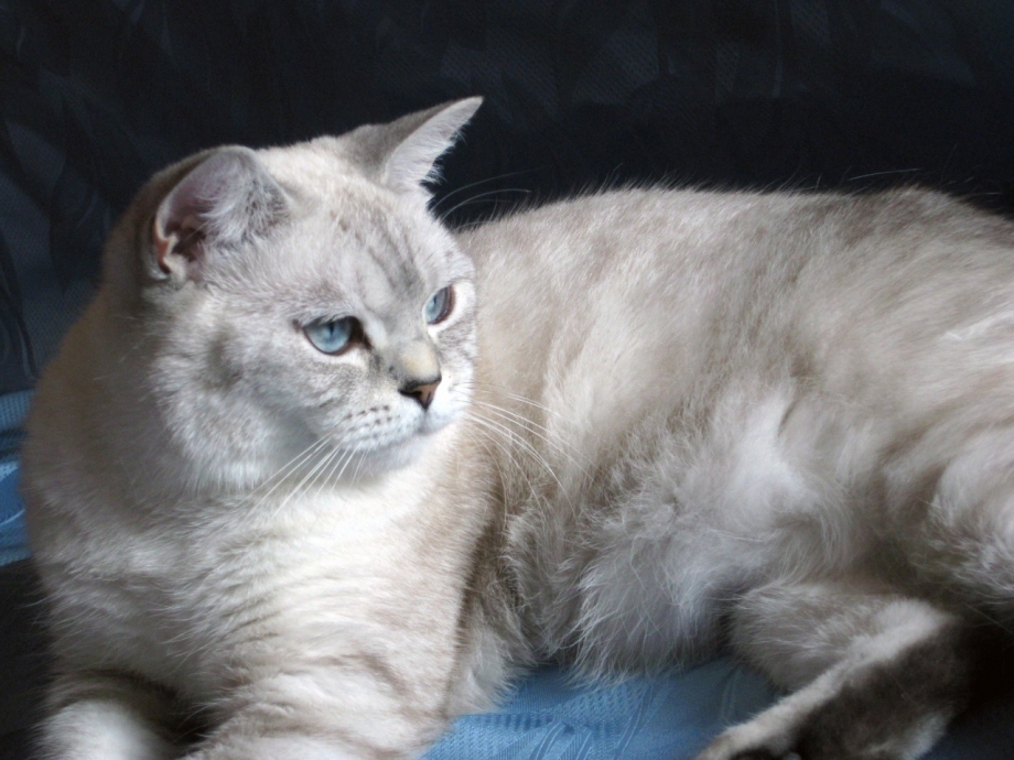 Тайский кот табби Пойнт